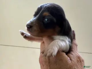 Miniature Dachshund dogs Miniature Dachshund Puppy 5 - Ad 3