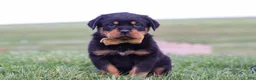 Rottweiler dogs for sale: Rocky - Ad 3