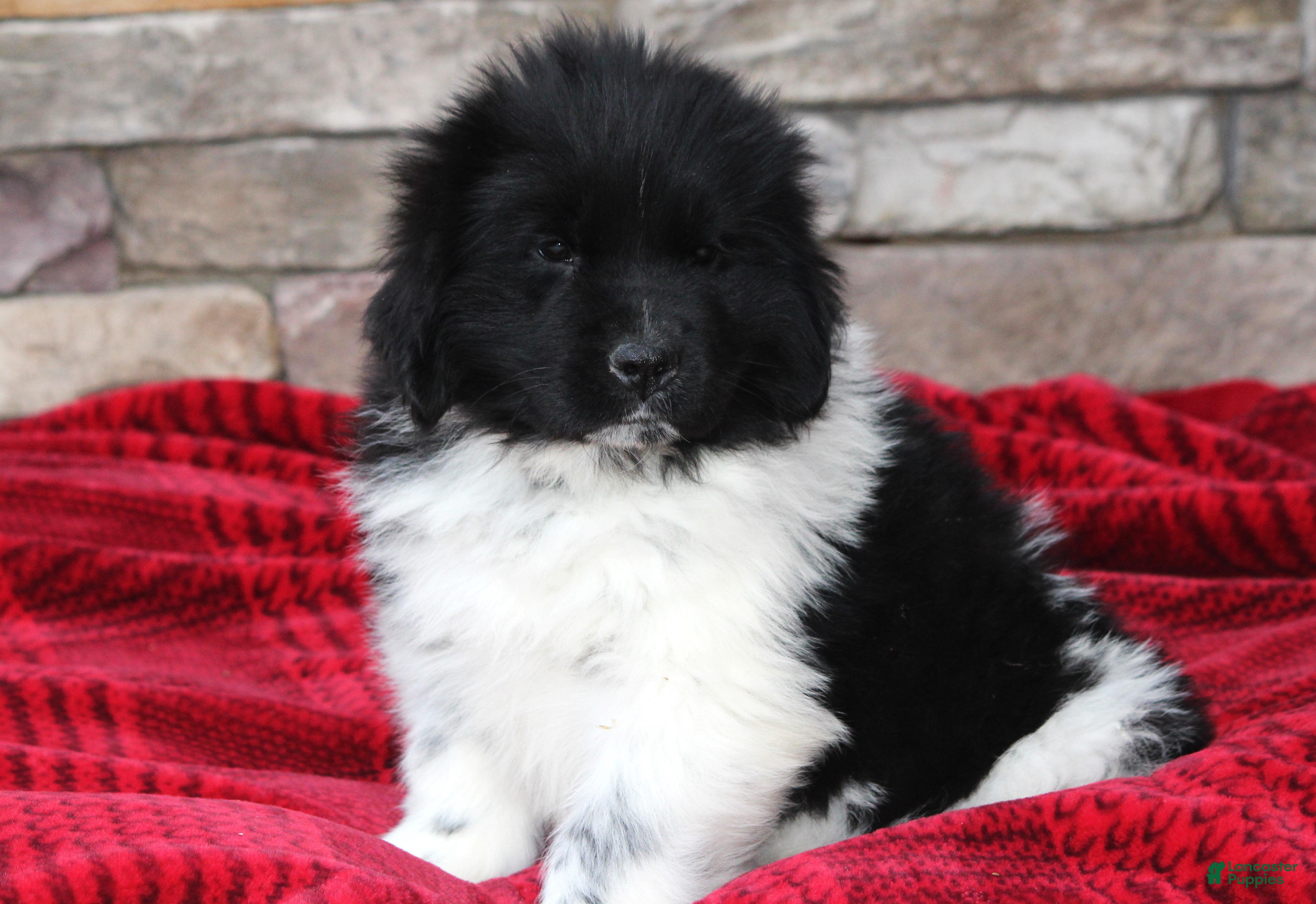 Newfoundland dogs Pippa - Ad 7