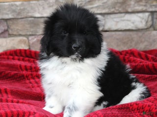 Newfoundland dogs Pippa - Ad 7