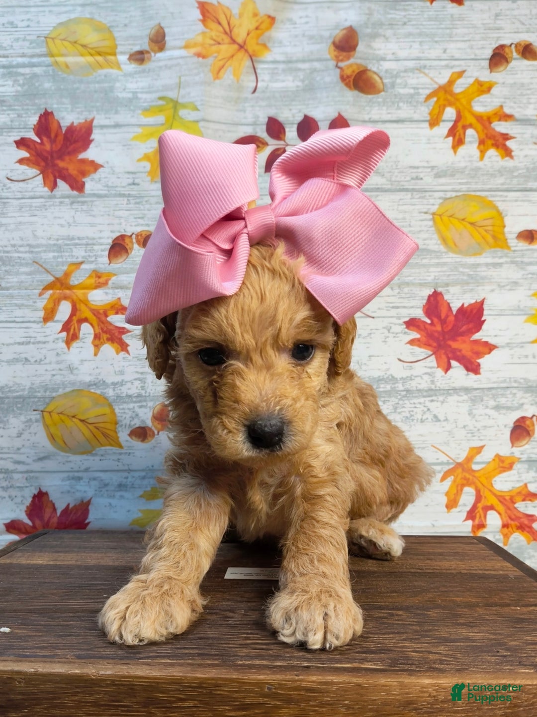 Mini Goldendoodle dogs for sale: Marigold  - Ad 2