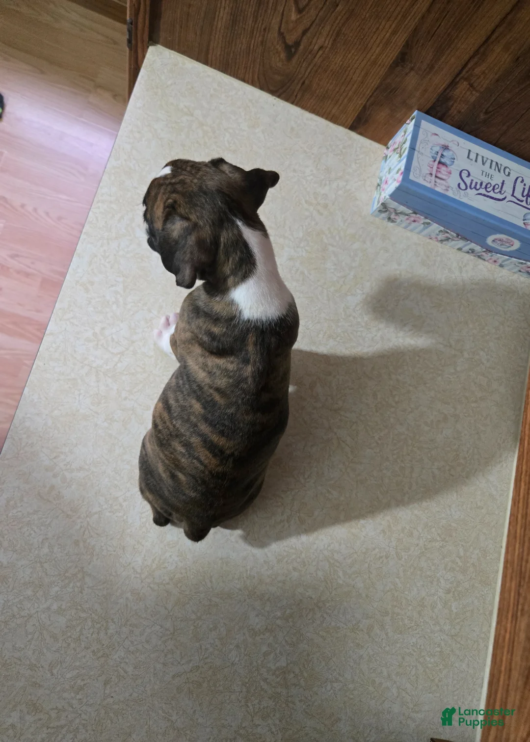 Boxer dogs for sale: Dallas - Ad 2