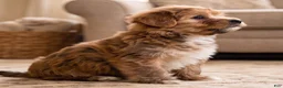 Morkie dogs for sale: Rusty - Ad 7