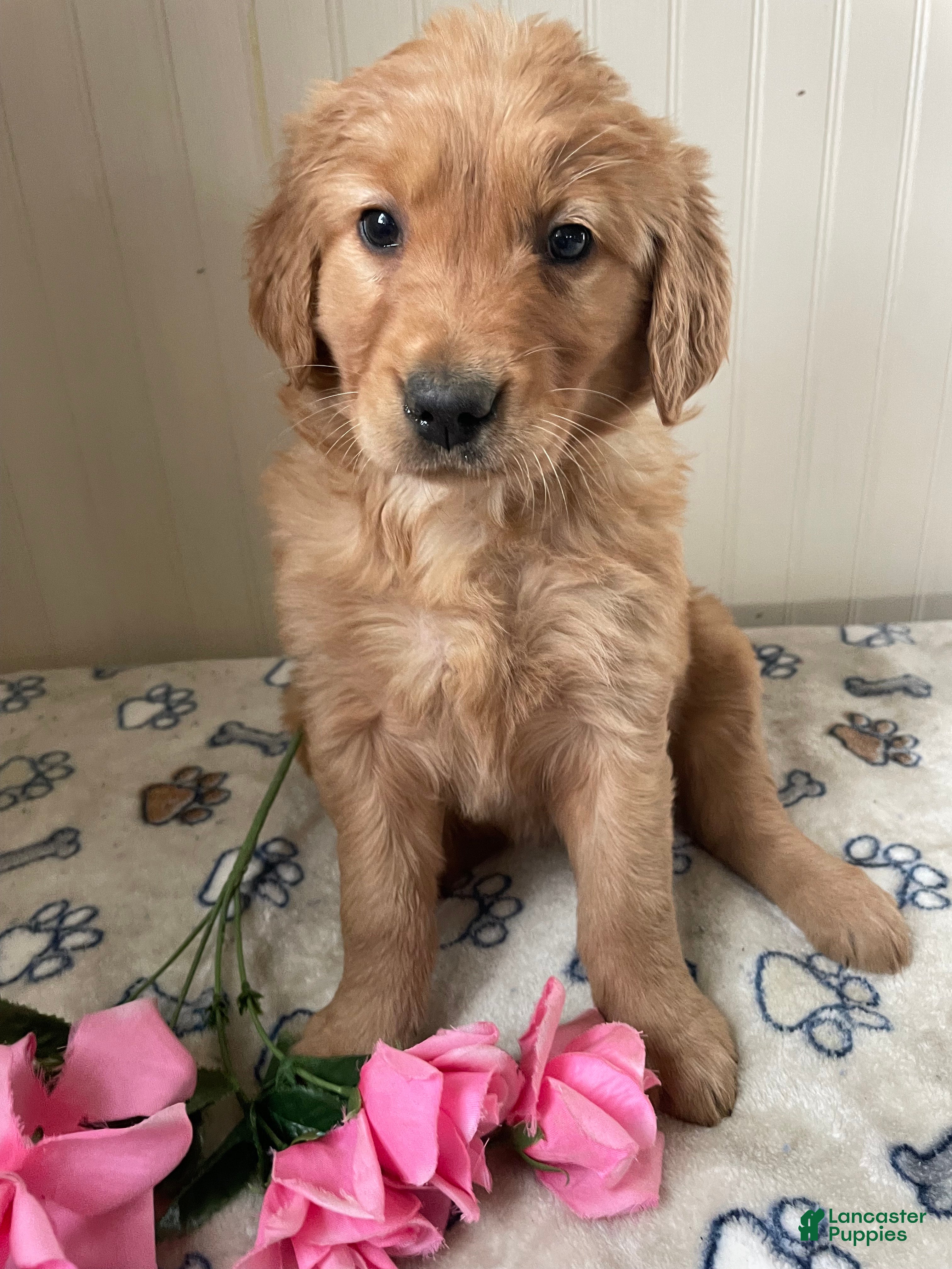 Golden Retriever dogs Sadie - Ad 41