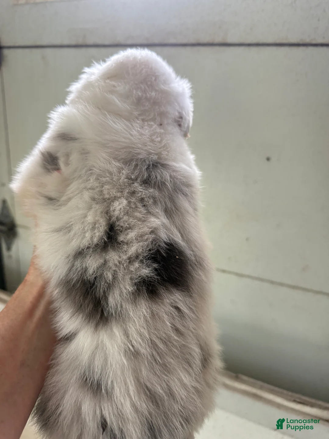 Australian Shepherd dogs for sale: Julie - Ad 2