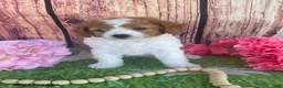Cavapoo dogs for sale: Cupcake - Ad 4