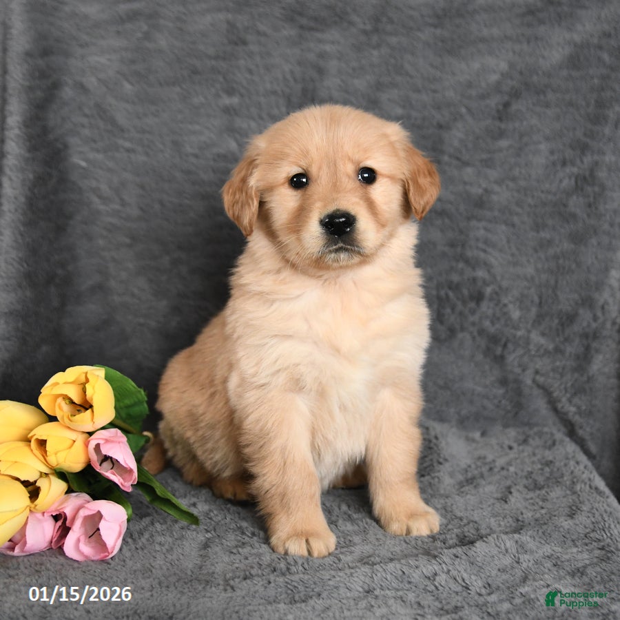 Golden Retriever dogs Carter - Ad 41