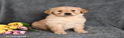 Golden Retriever dogs for sale: Carter - Ad 1