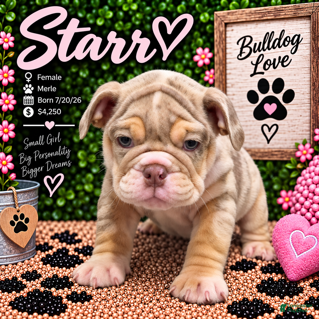 English Bulldog dogs Starr - Ad 2