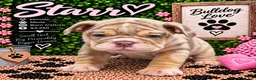 English Bulldog dogs for sale: Starr - Ad 2