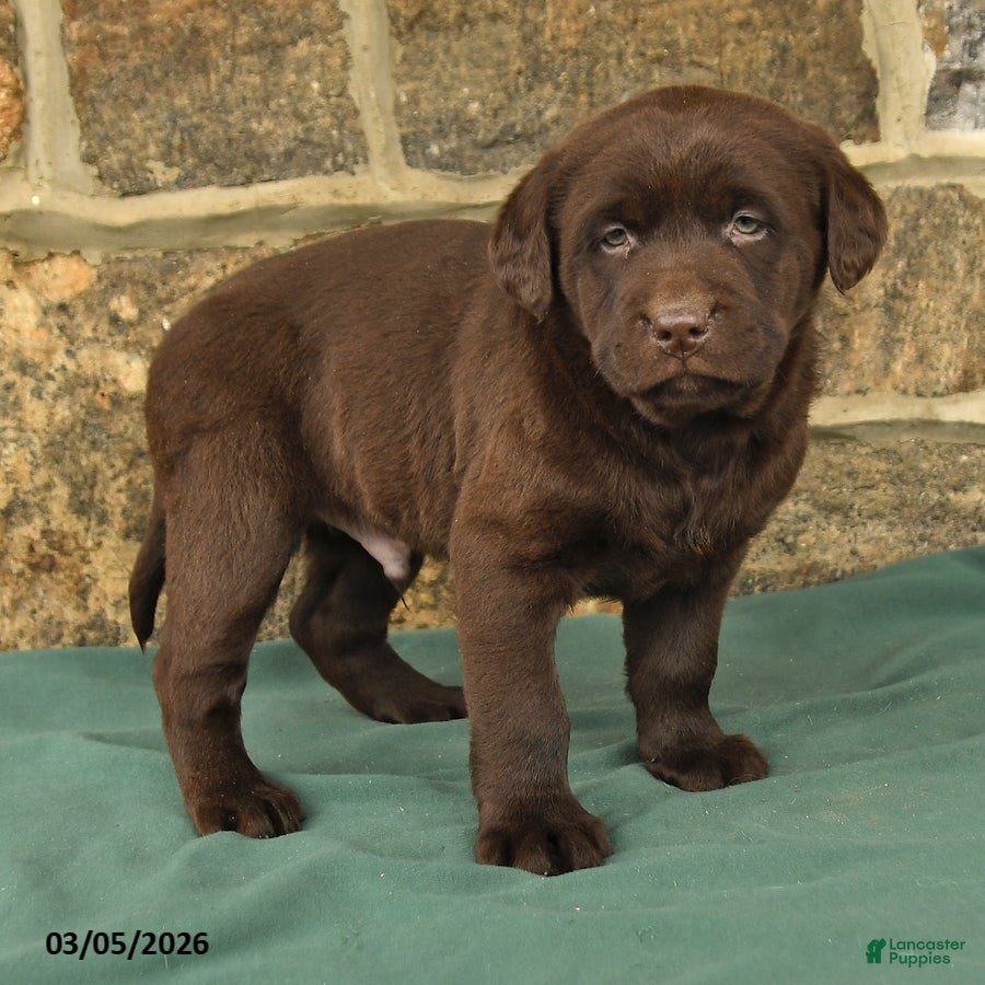 Labrador Retriever dogs Irving - Ad 2