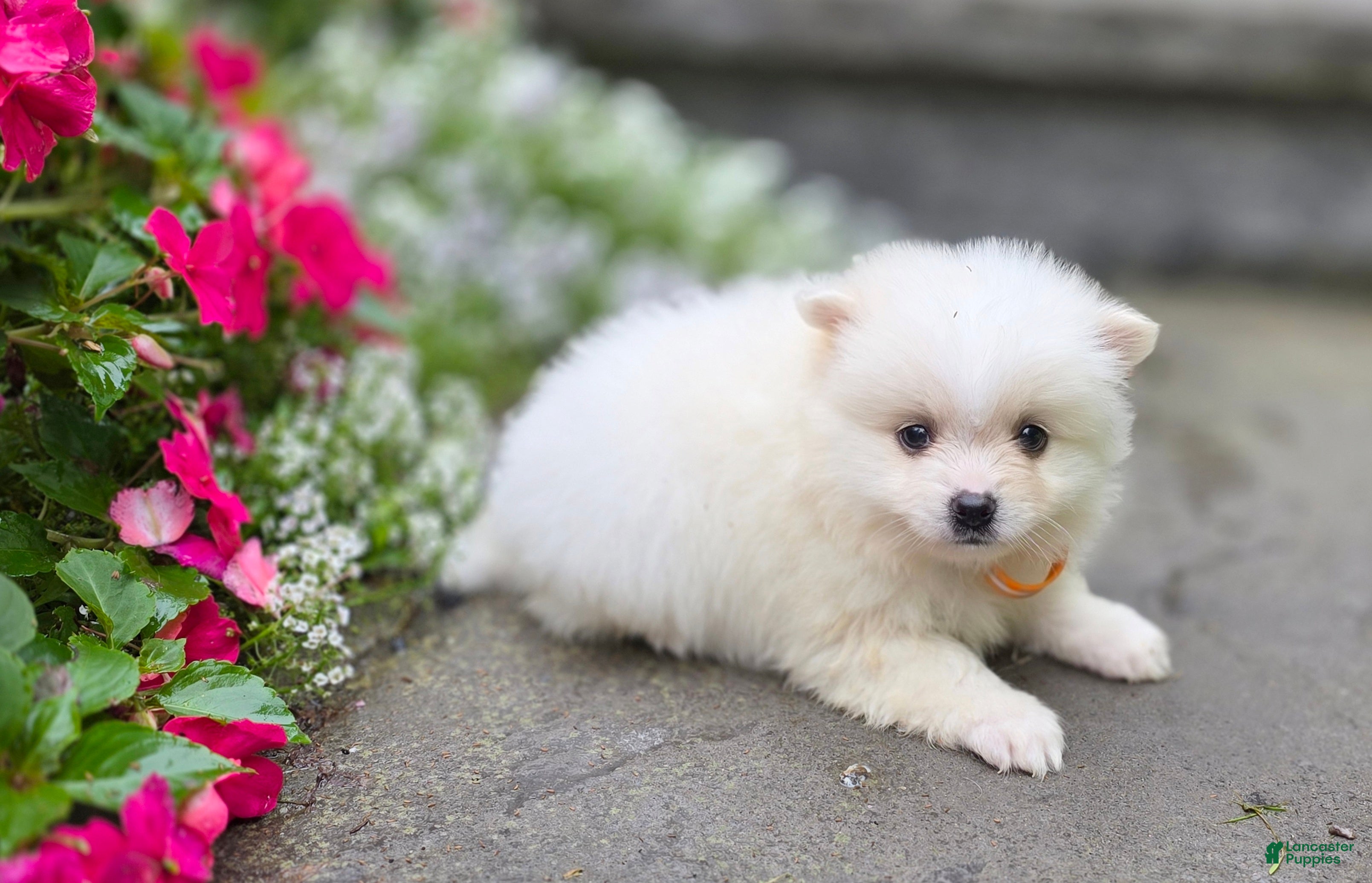 Pomeranian dogs Shiloh- Cream - Ad 2