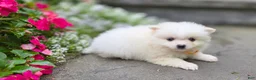 Pomeranian dogs for sale: Shiloh- Cream - Ad 2