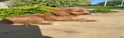 Cavapoo dogs for sale: Thor - Ad 18