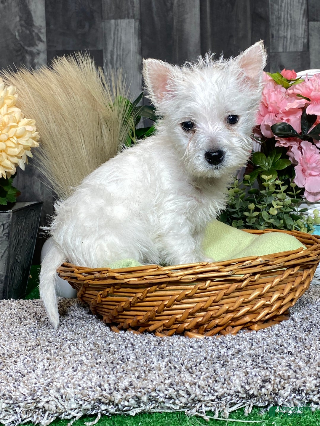 West Highland Terrier dogs for sale: Willow  - Ad 3
