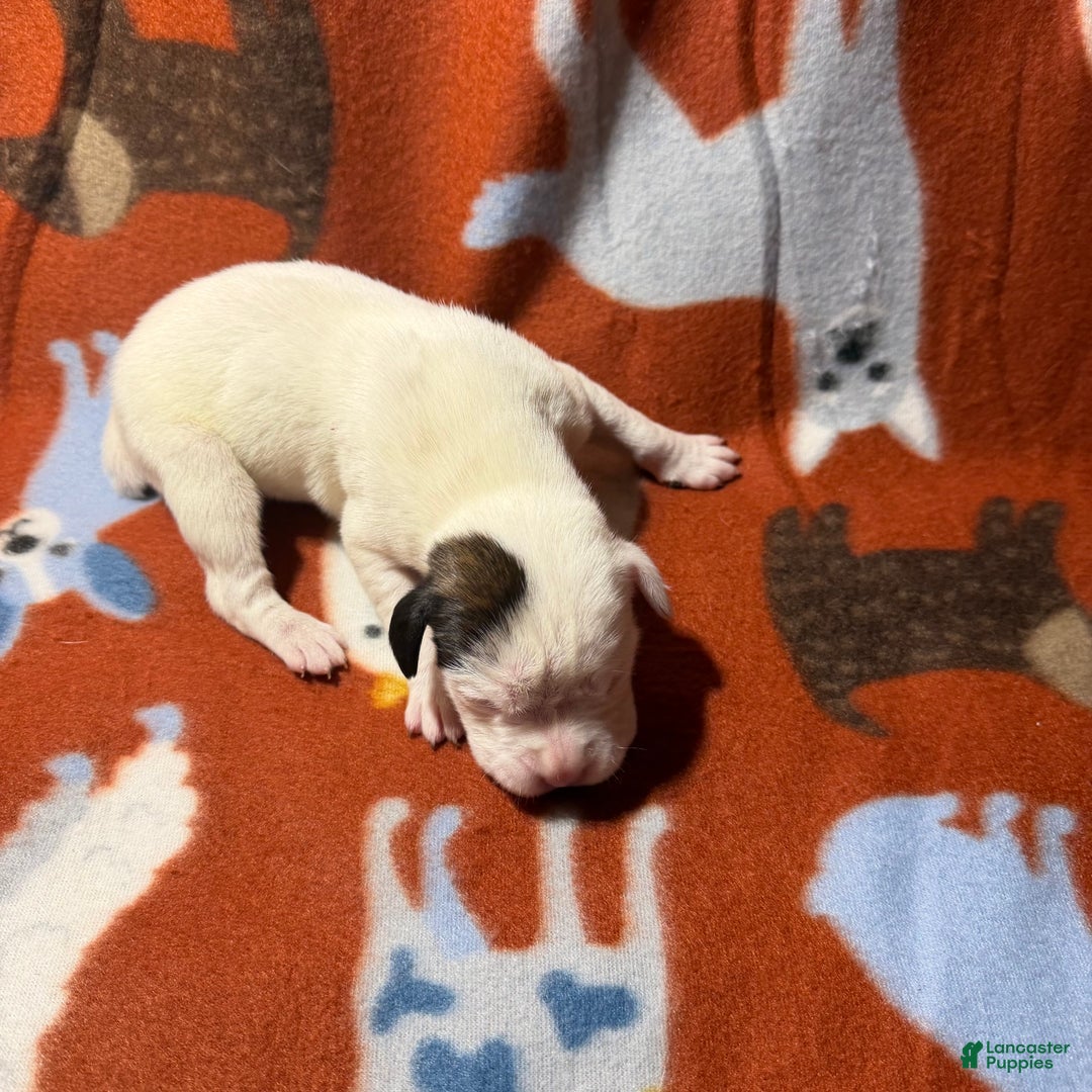 Boxer dogs for sale: Twinkles - Ad 1