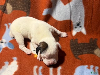 Boxer dogs Twinkles - Ad 7