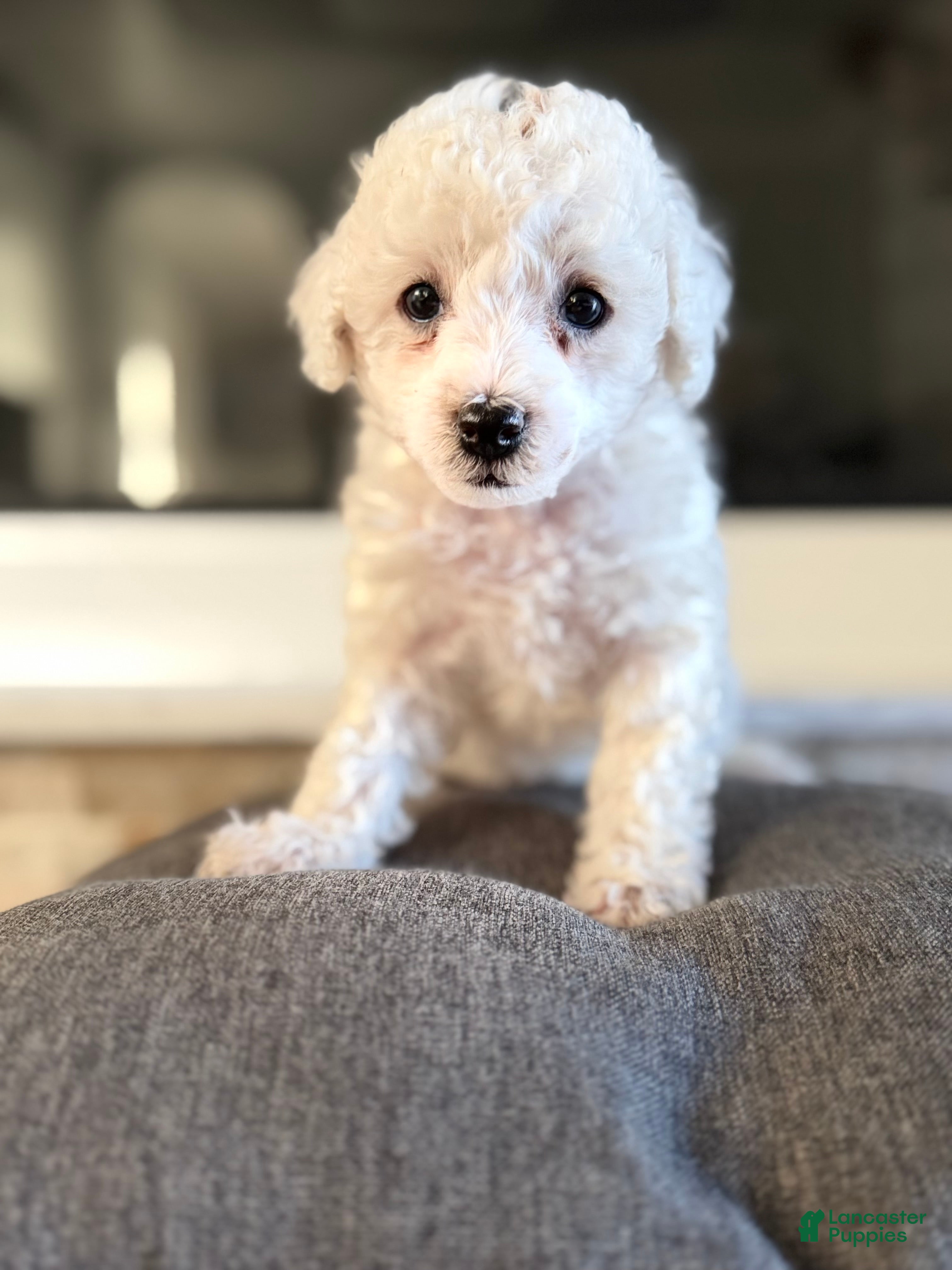 Bichpoo dogs for sale: Bella - Ad 1