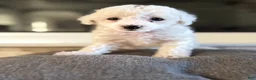 Bichpoo dogs for sale: Bella - Ad 1