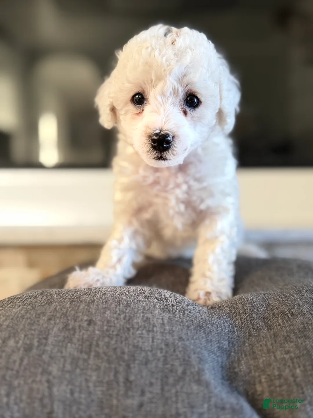 Bichpoo dogs for sale: Bella - Ad 1