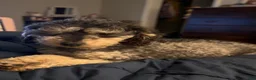 Mixed Breed dogs for sale: Mixed Breed 1 - Ad 4