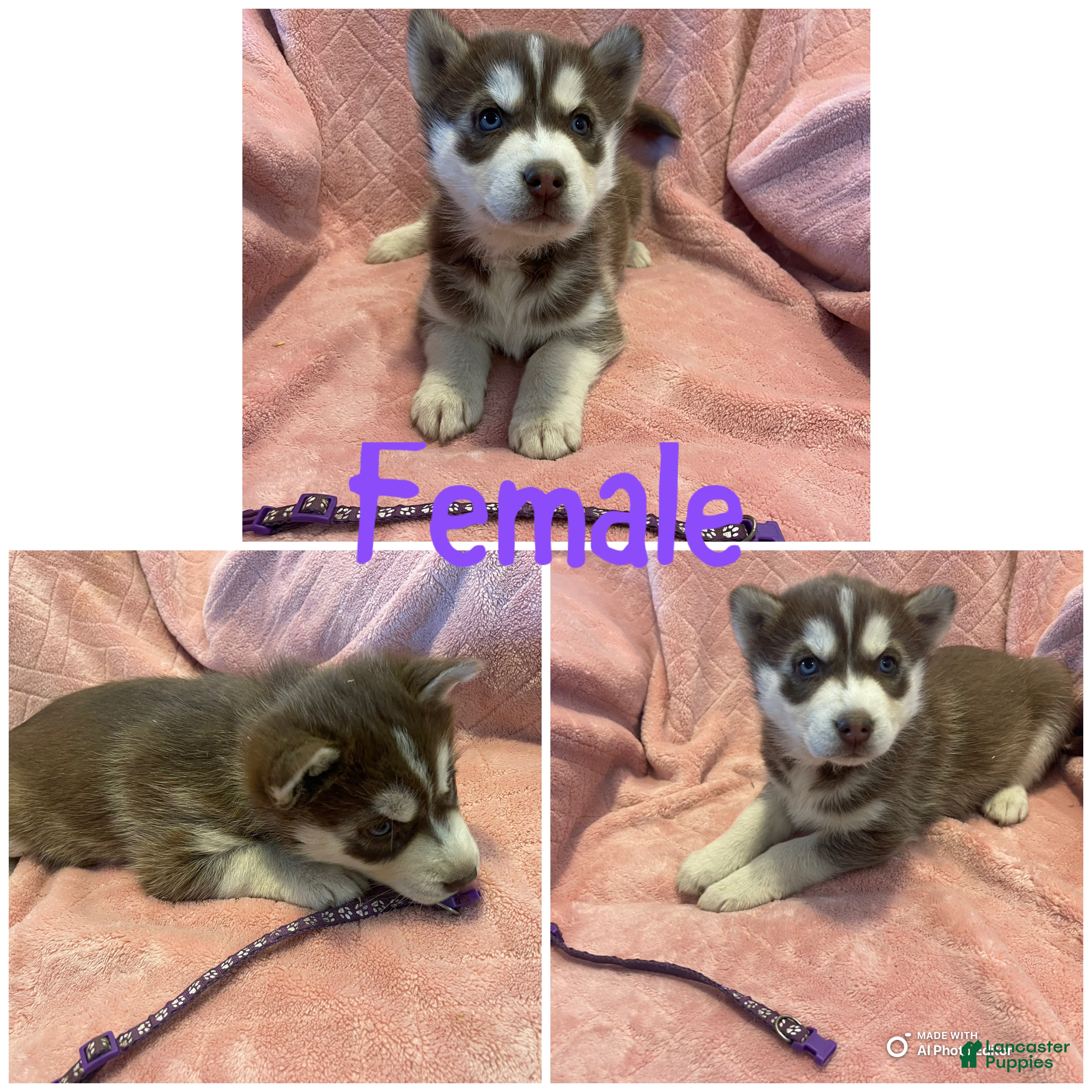 Siberian Husky dogs Siberian Husky Puppy 3 - Ad 7