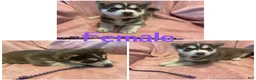 Siberian Husky dogs for sale: Siberian Husky Puppy 3 - Ad 4