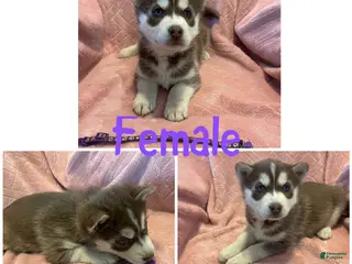 Siberian Husky dogs Siberian Husky Puppy 3 - Ad 7