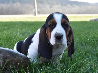 Basset Hound dogs Preston - Ad 19