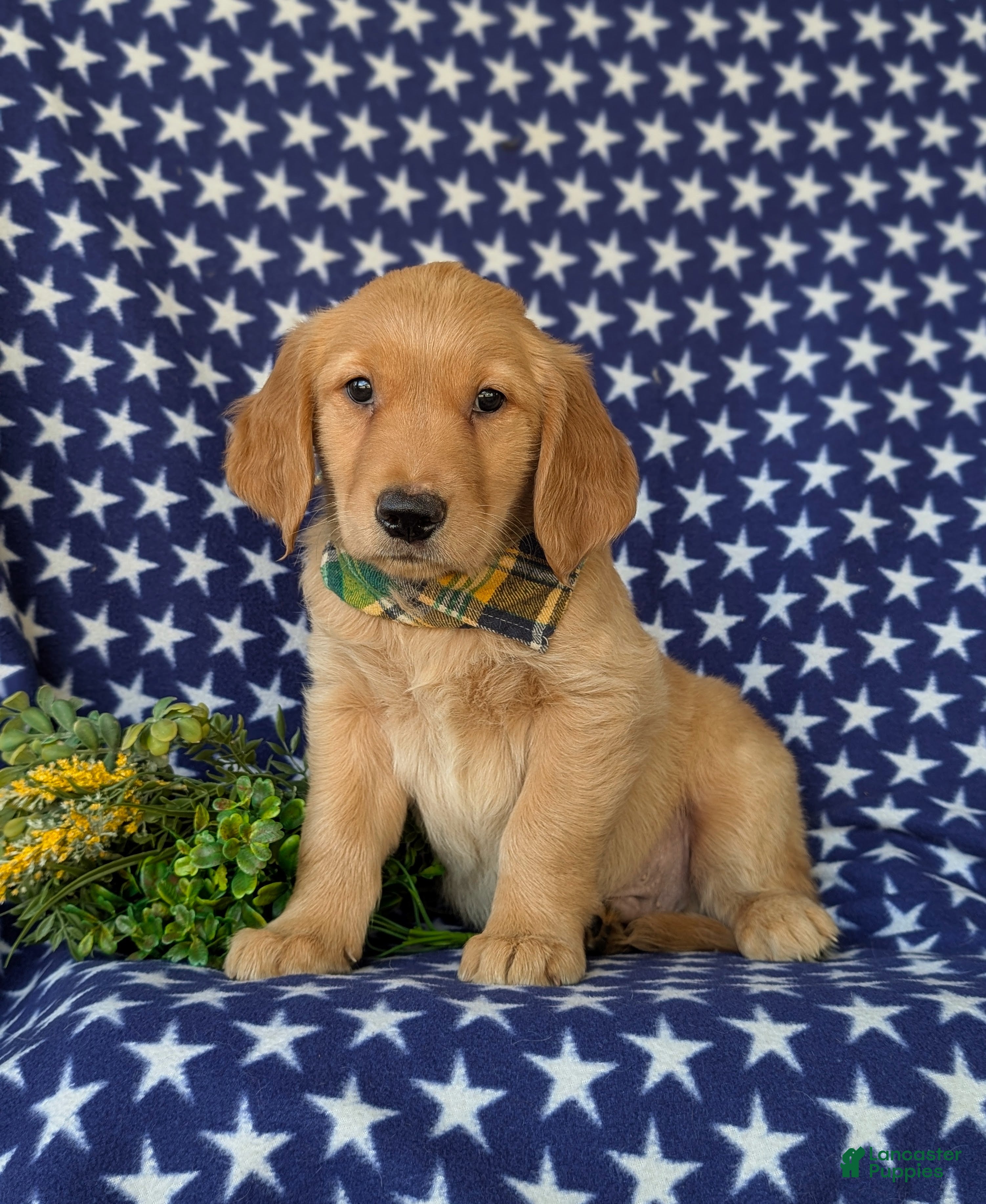 Golden Retriever dogs Colbert - Ad 1