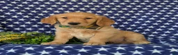 Golden Retriever dogs for sale: Colbert - Ad 1