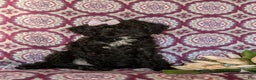 Miniature Poodle dogs for sale: Mable - Ad 3