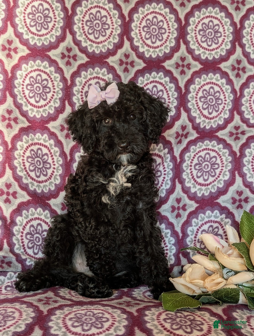Miniature Poodle dogs for sale: Mable - Ad 3
