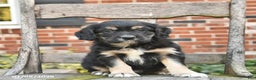 Mixed Breed dogs for sale: Hudson  - Ad 1