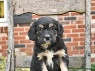 Mixed Breed dogs Hudson - Ad 32