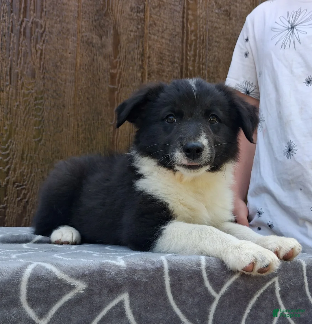 Australian Shepherd dogs for sale: Australian Shepherd 3 - Ad 2