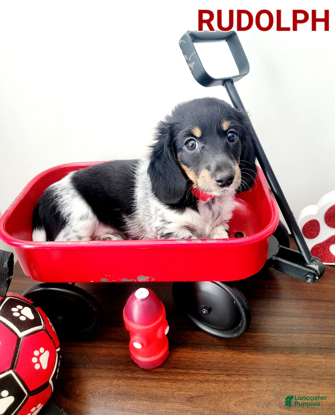 Miniature Dachshund dogs for sale: Rudolph  Miniature Dachshund Puppy 2 - Ad 3