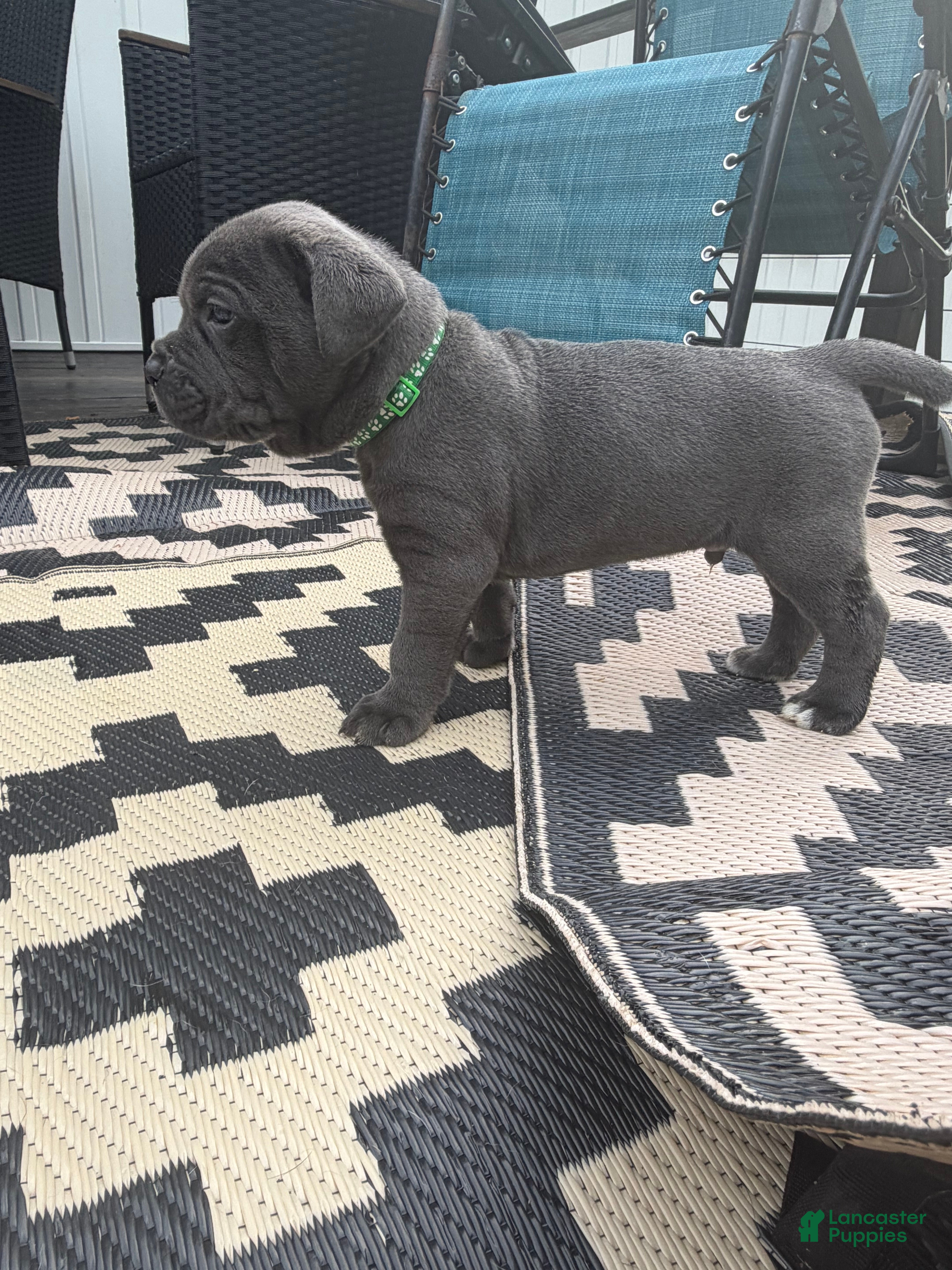 Cane Corso dogs Green Collar - Bugsy - Ad 2