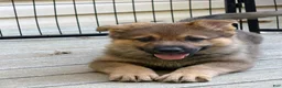 German Shepherd dogs for sale: Orange collar - Ad 4