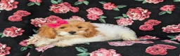Cavapoo dogs for sale: Susanna - Ad 2