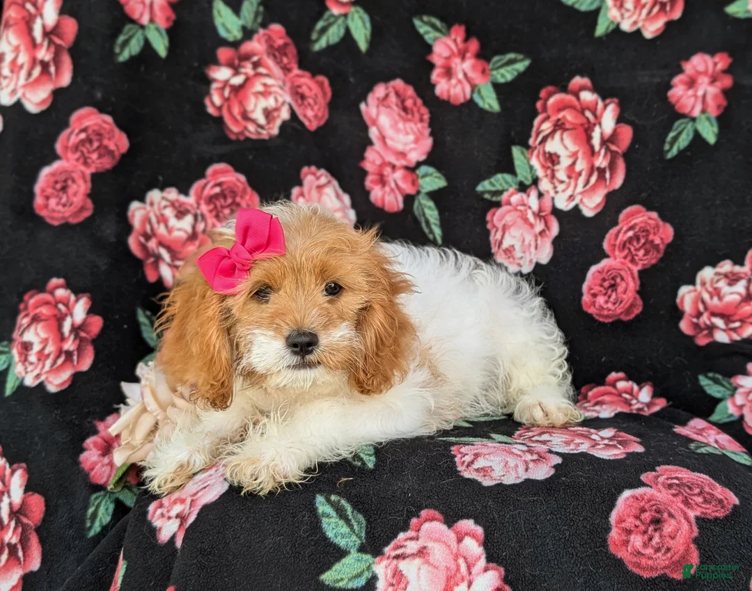 Cavapoo dogs for sale: Susanna - Ad 2