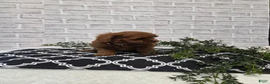 Yogi