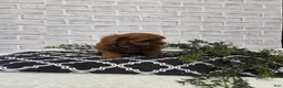 Cavapoo dogs for sale: Yogi - Ad 1