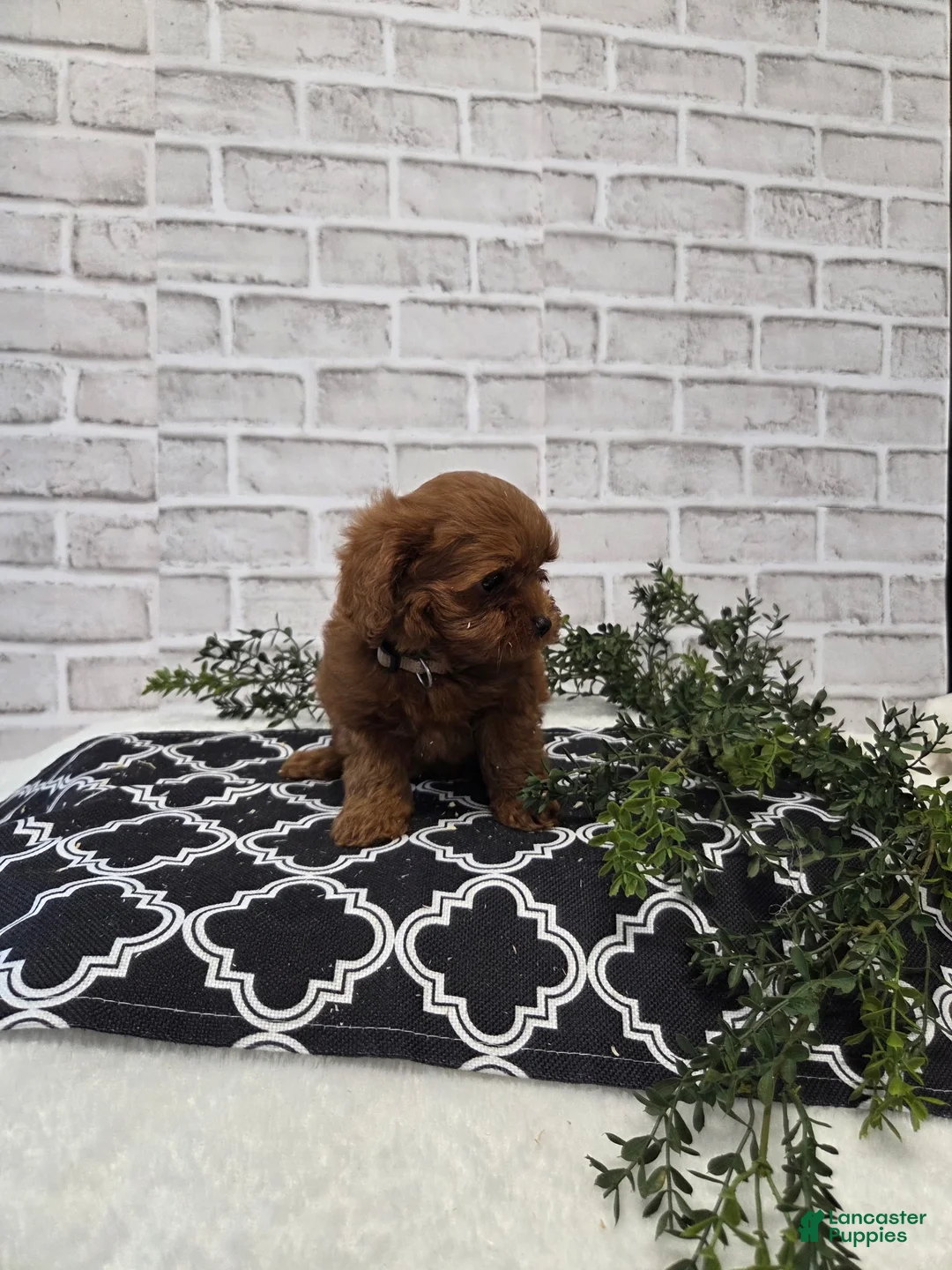Cavapoo dogs for sale: Yogi - Ad 1