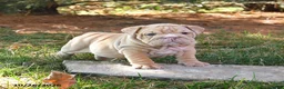 English Bulldog dogs for sale: Fringes - Ad 3