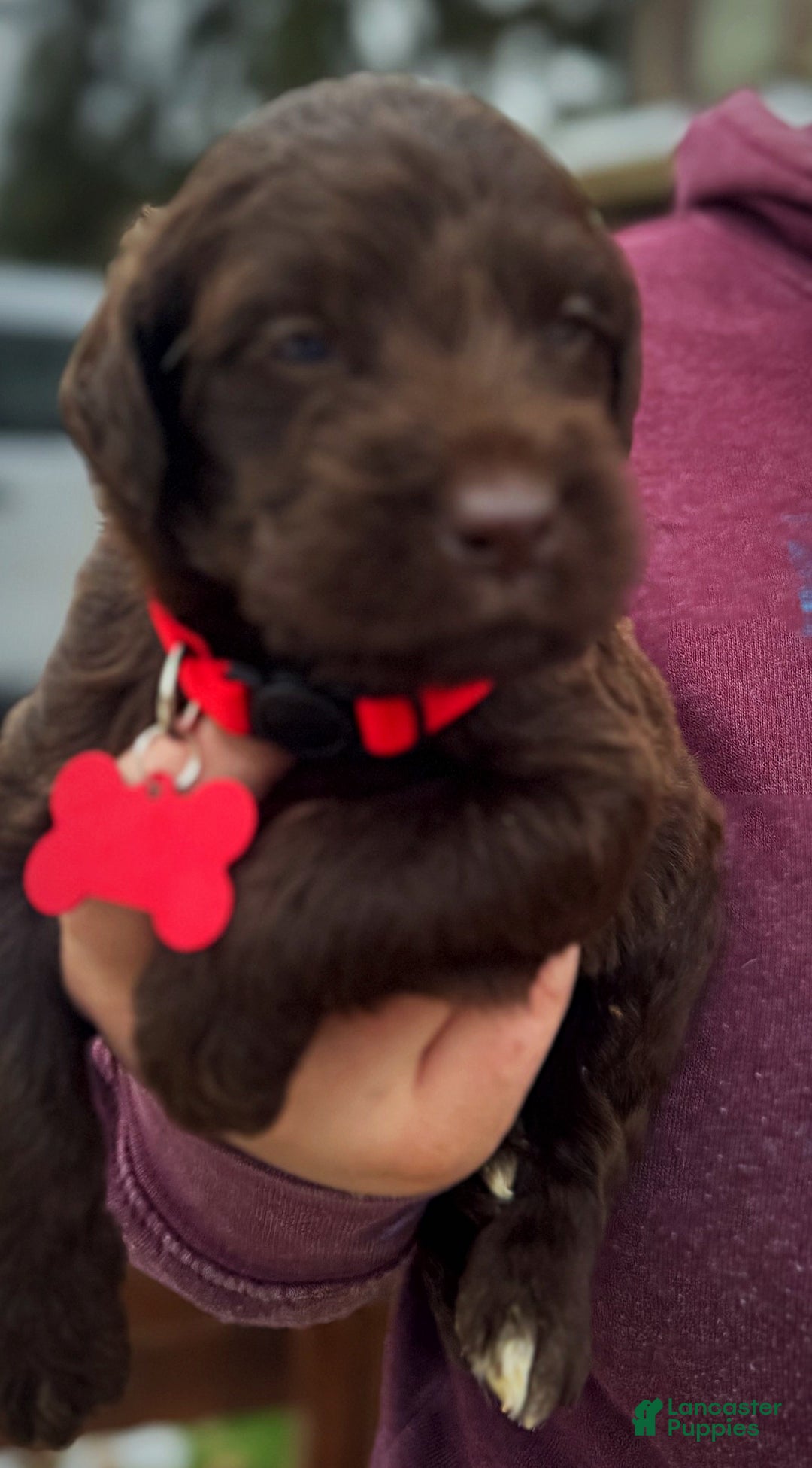 Labradoodle dogs for sale: Labradoodle Puppy 1 - Ad 4