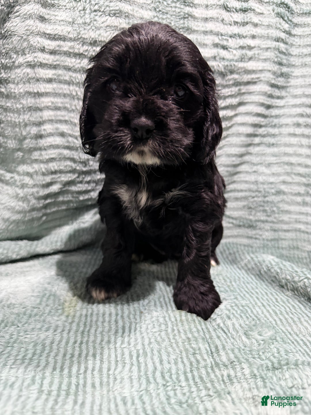 Cocker Spaniel dogs for sale: Cocker Spaniel Puppy 5 - Ad 1