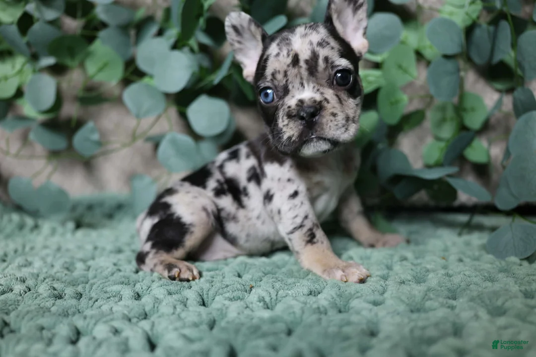 French Bulldog dogs for sale: Snickers  - Ad 2