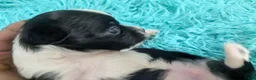 Chihuahua dogs for sale: LC Apple Head Panda  - Ad 4
