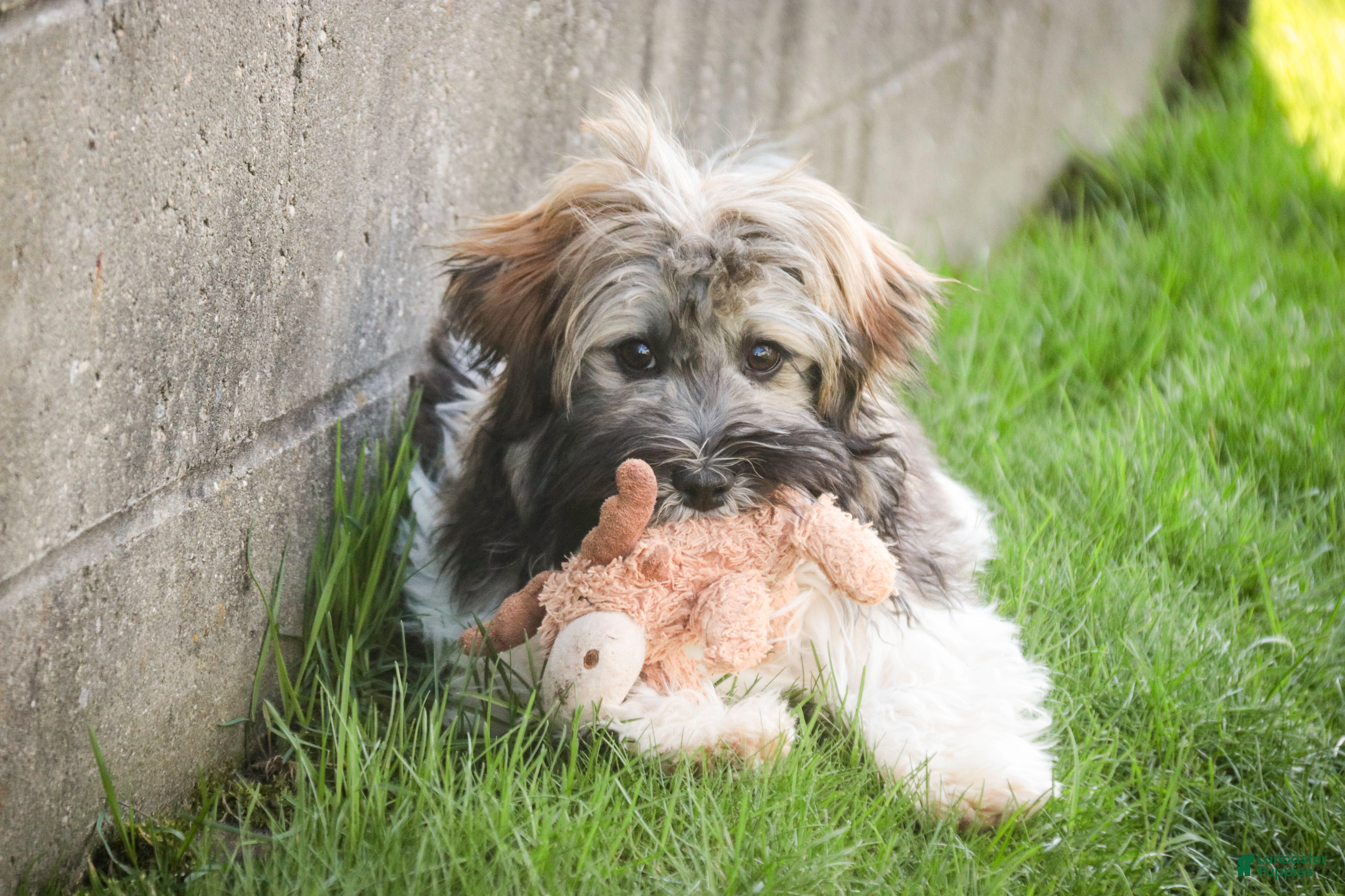 Havanese dogs Biscotti - Ad 1
